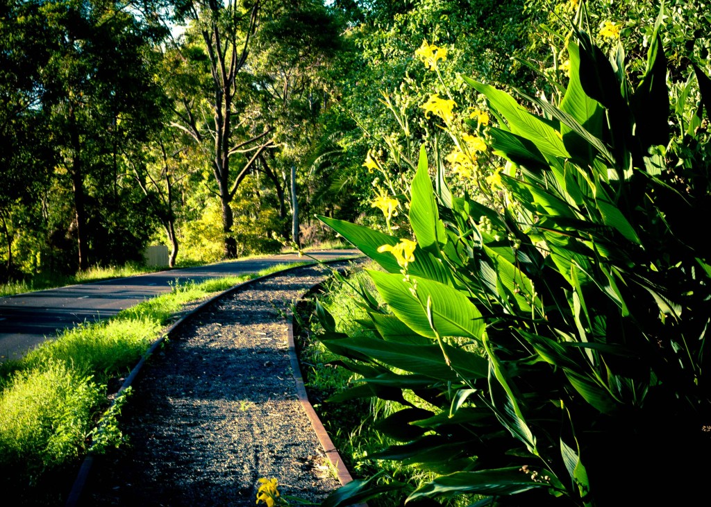 Fernleigh Track